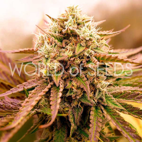 World Of Seeds - Appalachian Kush Early Version
